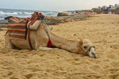 Sad-Camel-Tunisia