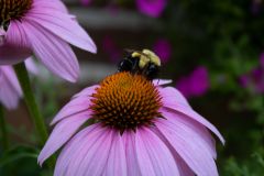 Bee-on-Purple-Cone-Flower-2