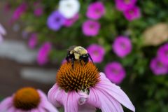 Bee-on-Purple-Cone-Flower