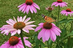 Butterfly-and-Purple-Cone-Flowers