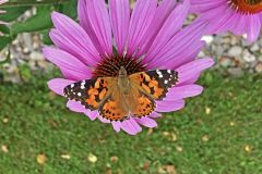 Butterfly-on-Purple-Flower