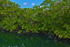 Spanish-Water-Mangrove-Curacao
