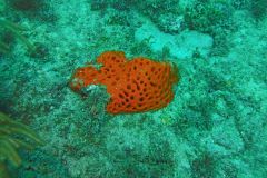 Sponge-Coral