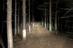 Creepy-Night-Woods