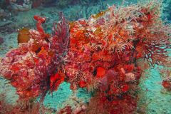 Red-Coral