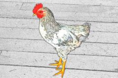 Chicken-Colour-Pencil-Sketch