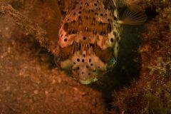 Balloonfish-Closeup
