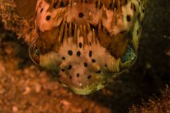 Balloonfish-Extreme-Closeup