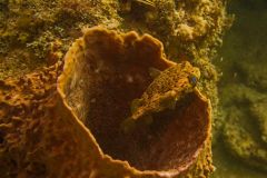 Balloonfish-in-Barrel-Sponge-2