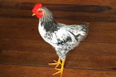 Chicken-Grenada-Bar
