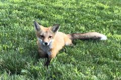 Curious-Fox-Pup