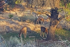 Deer-Eating-Azirona