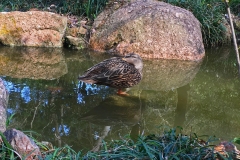 Duck-Standing-Pond