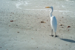Eastern-Egret-Clearwater-Beach