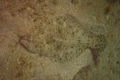 Camouflaged Flounder