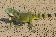 Green-Iguana-Curacao