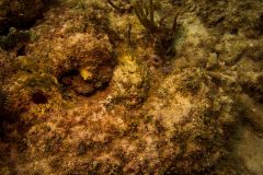 Spotted-Scorpionfish-51118