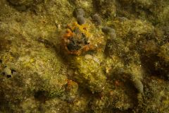 Spotted-Scorpionfish-Well-Camouflaged