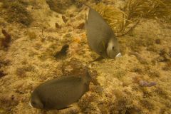 Two-French-Angelfish